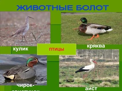 Проект кто живет на болоте