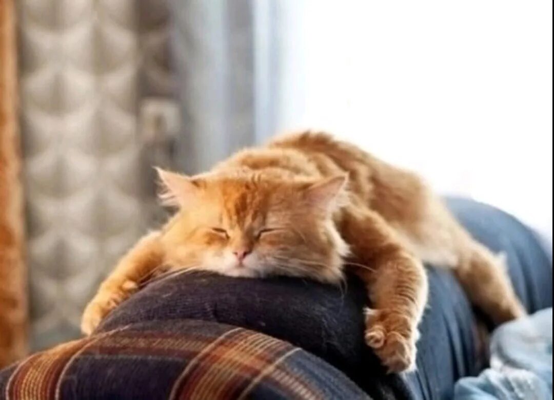 Прекрасная лень. Кот Лежебока. Рыжий кот лежит. Кот на диване. Ленивые выходные.