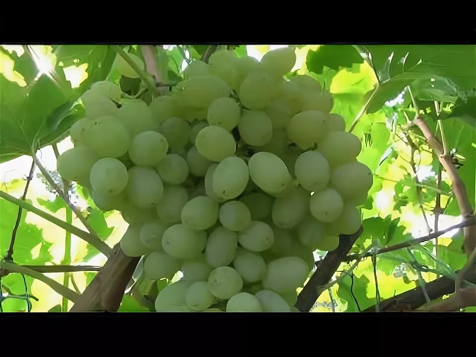 Кишмиш белые сорта. Кишмиш белые сорта