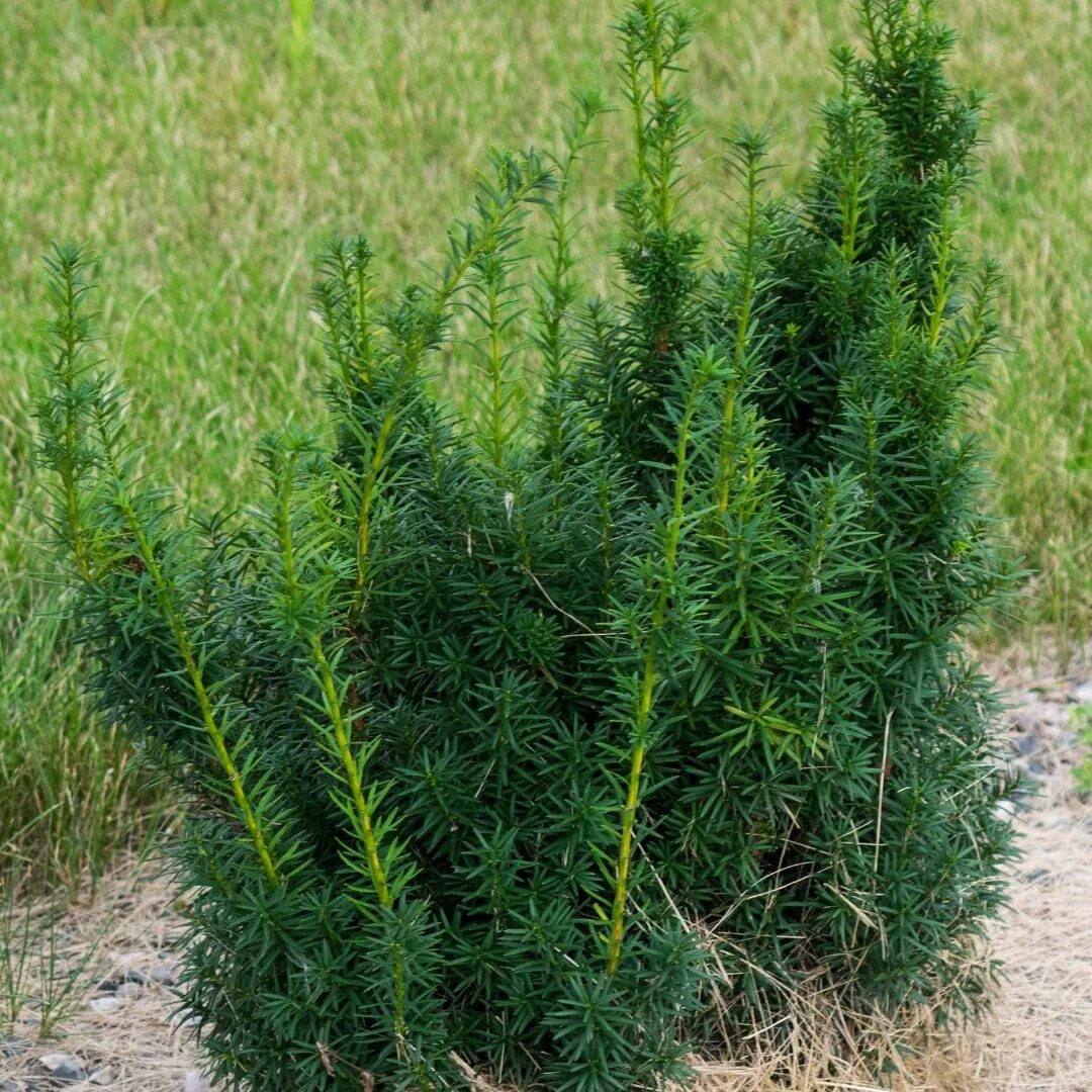 Тис средний фото и описание. Тис средний фото и описание. Taxus media hicksii тис средний хикси. Тис средний хикси. Тис средний хикси.