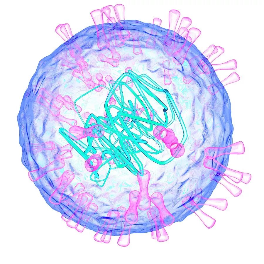 Herpes simplex 1 и 2