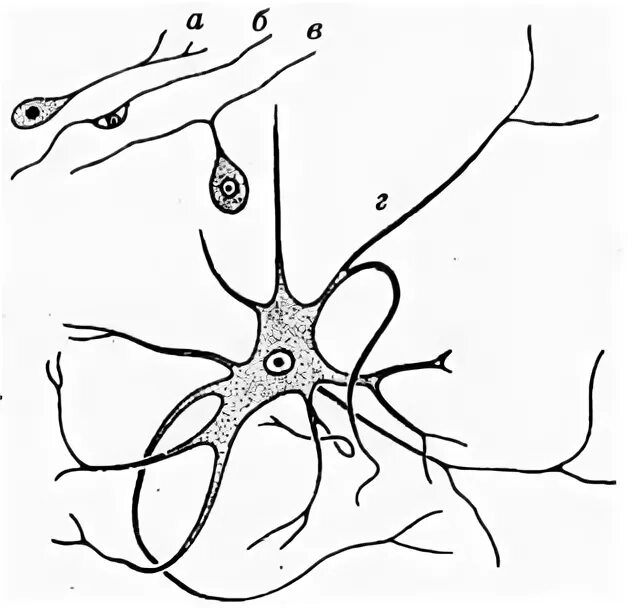 Короткие аксоны сильно ветвятся. Миоэпителиальные клетки гистология. Отростки уиполярнй нервной клетки. Нейроглия картинки. Нейробласт рисунок.