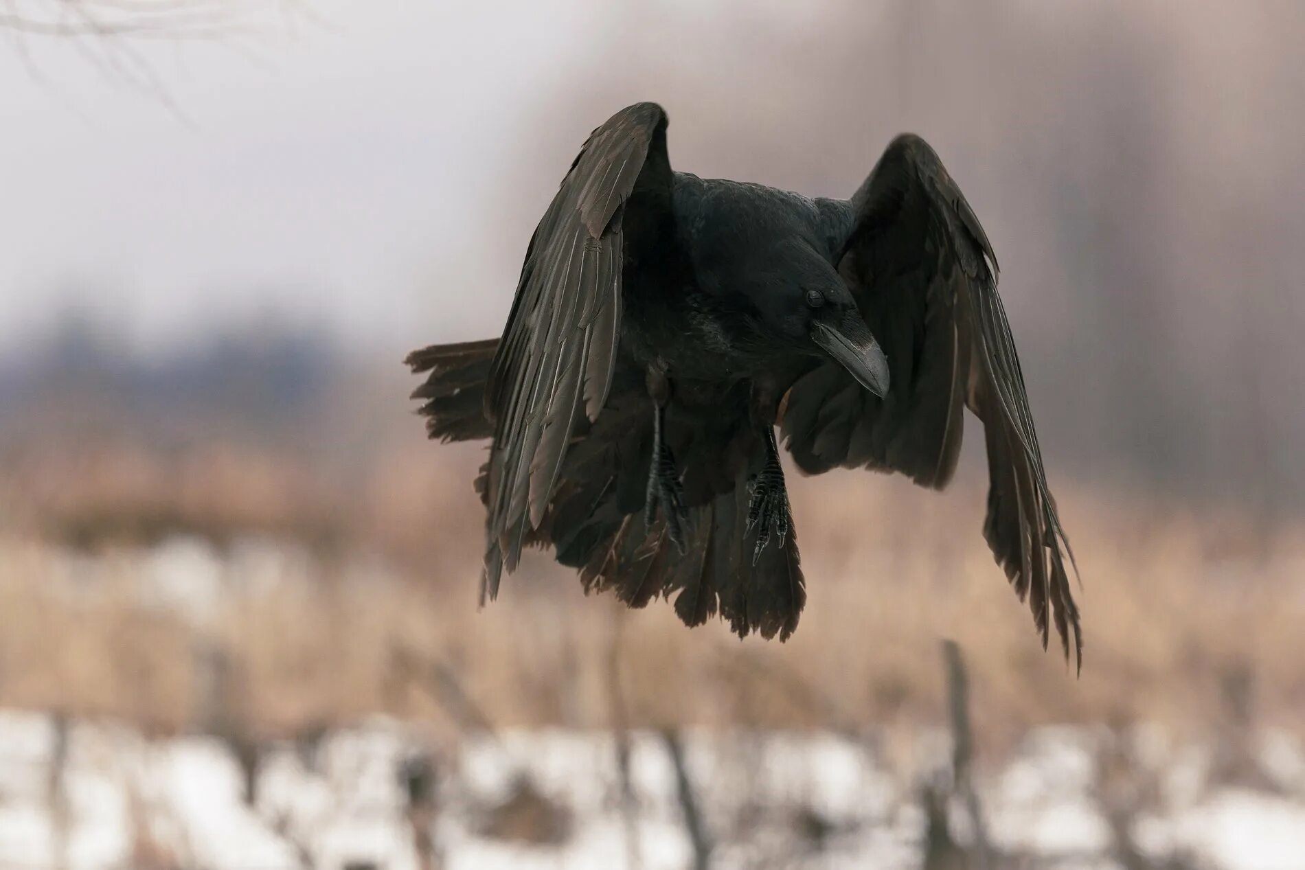 Старый ворон. Ворон с добычей. воронье. чёрная ворона.