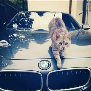 Bmw лев