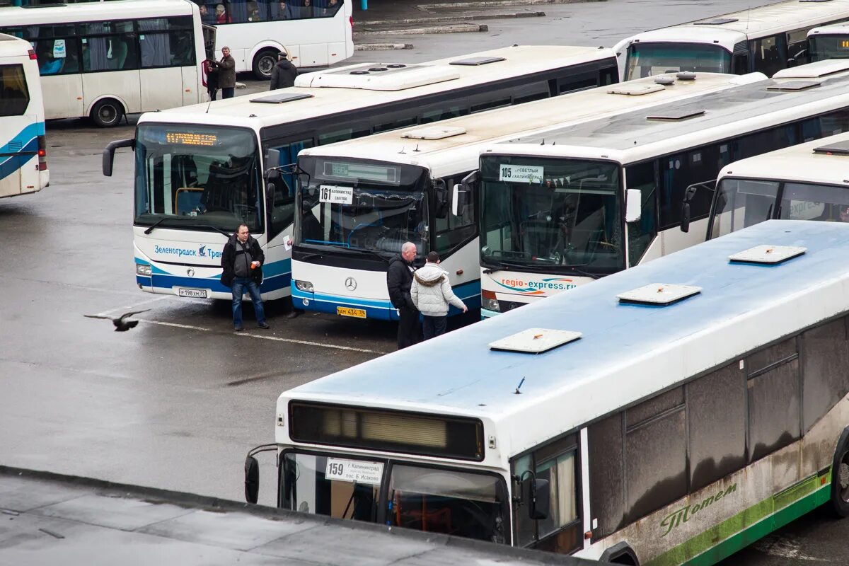 Отследить междугородный автобус. Автобус. Автобусы Калининград. Автобусы Калининград междугородние. Автобусы Калининградской области.