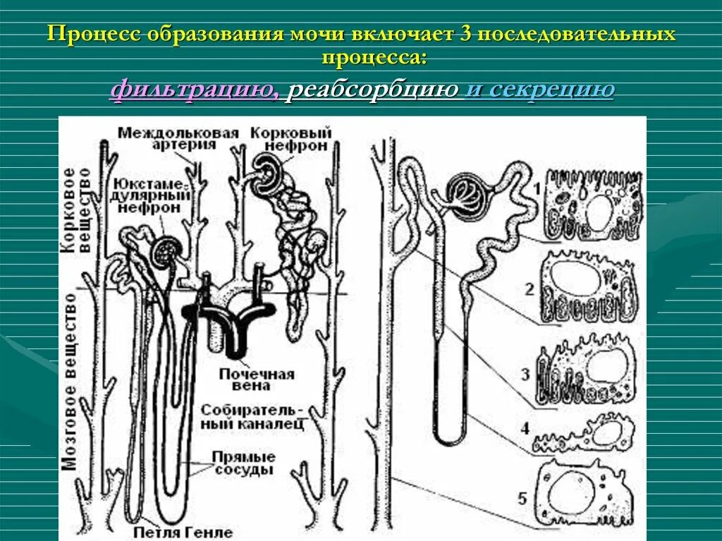 Какие структуры участвуют в образовании мочи. Процесс образования мочи. Процесс обращованиям мочи. Процессоброзования мочи. Процесс образования мочи кратко.