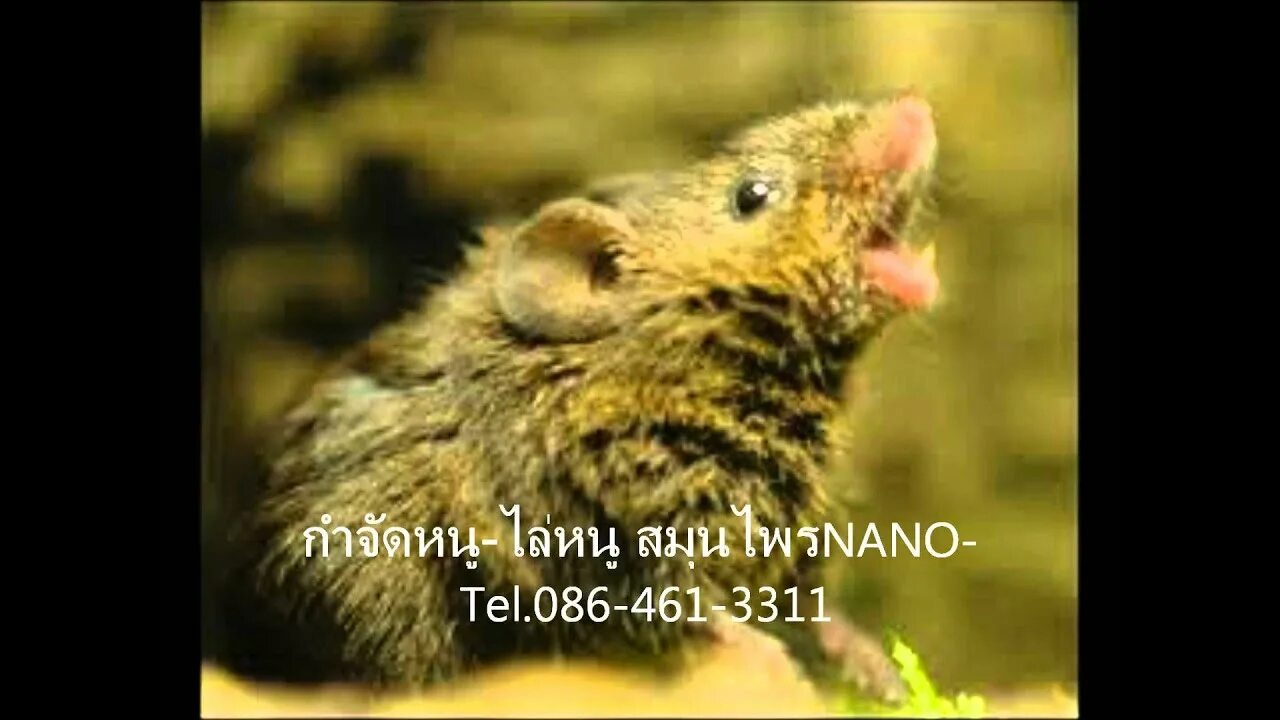 Singing mouse