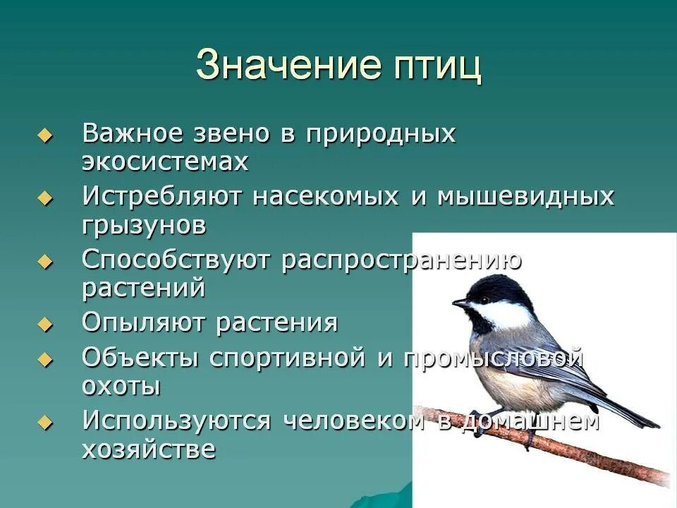 Значение птиц в природе конспект. Птицы для презентации. Значение и охрана птиц. Роль птиц в жизни человека. Презентация по птицам.