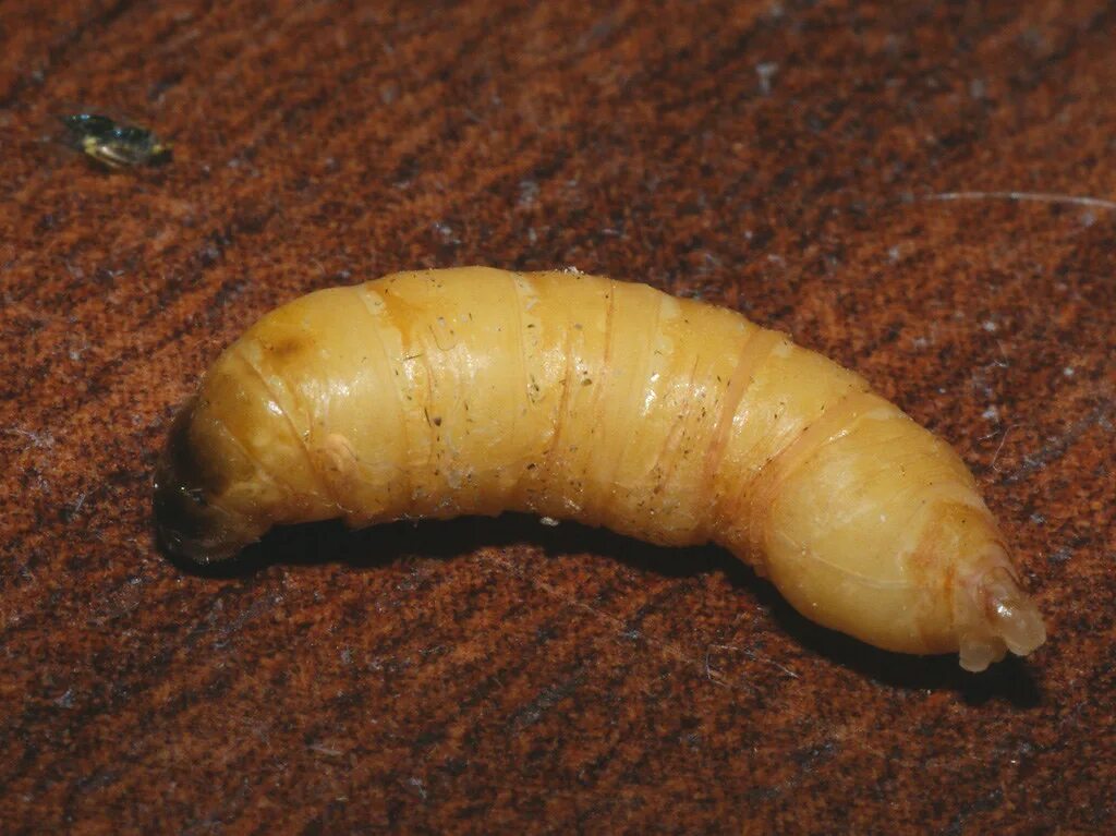 Личинка земляного червяка. Желтый Земляной червяк. Циприсовидная личинка. Canephora hirsuta.