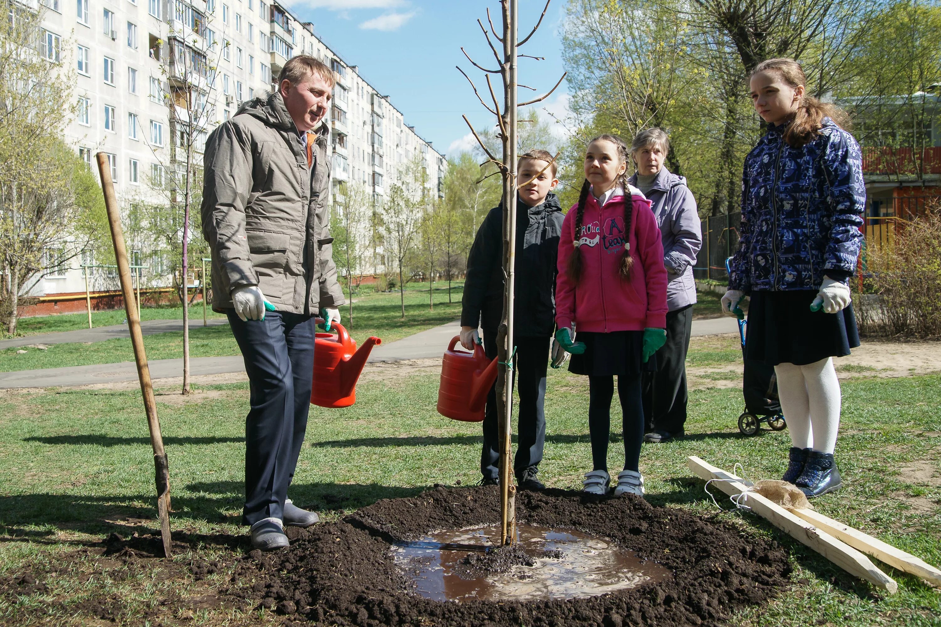 Какие деревья высаживают в парках. Высадка деревьев. Озеленение города. Высадка деревьев в Москве. Высадка деревьев благоустройство.