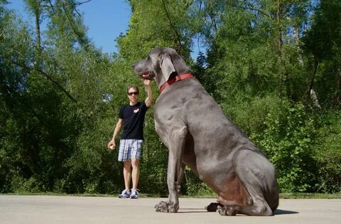 tallest dogs in the world top 10