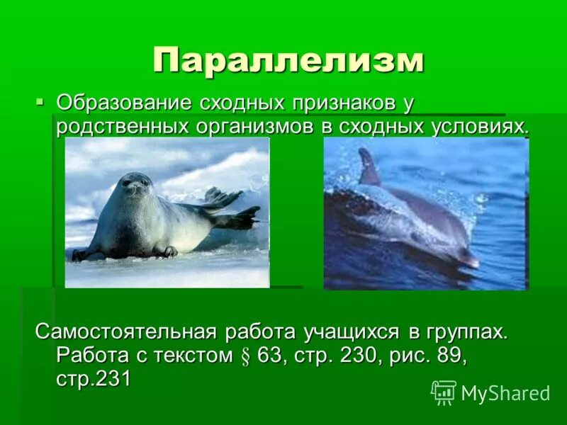 Параллелизм у животных. Параллелизм примеры биология. Признаки параллелизма. Параллелизм в эволюции примеры. Параллелизм.