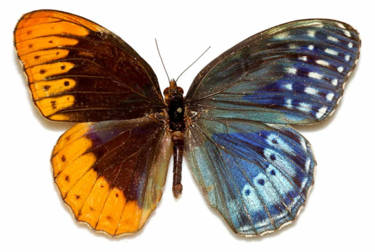 Пол у самок бабочки. Бабочки гинандроморфы. Бабочка - двусторонний гинандроморф. Гинандроморфизм бабочки. Билатеральные гинандроморфы.