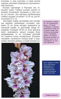 Расстояние при посадке гладиолусов