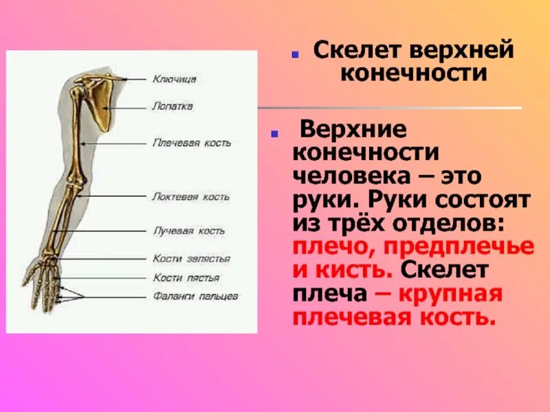 Скелет конечностей состоит из костей. Строение скелета верхней конечности. отделы скелета верхней конечности плечевой пояс. скелет свободной верхней конечности таблица. отделы скелета свободной верхней конечности строение.