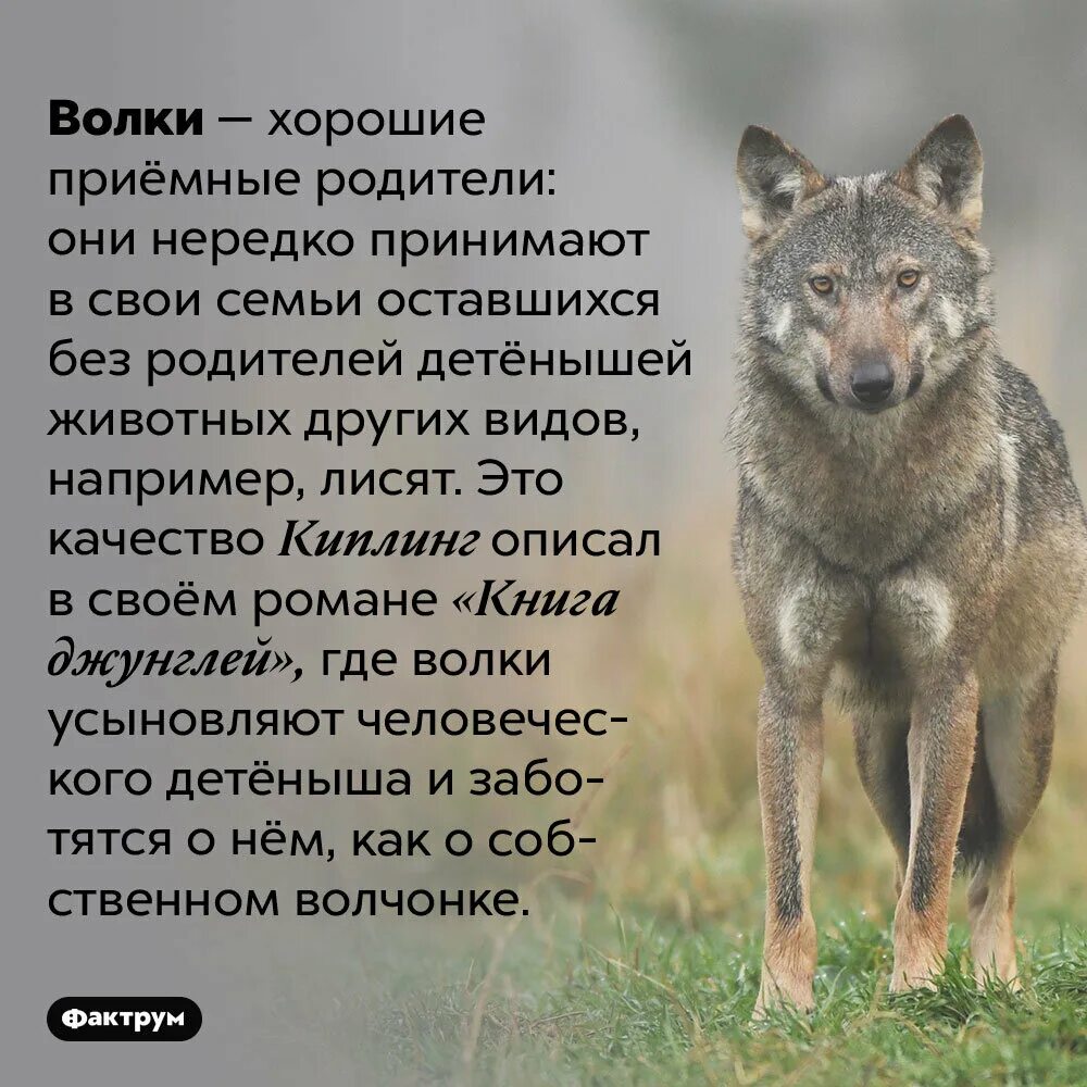 Волк интересно для детей