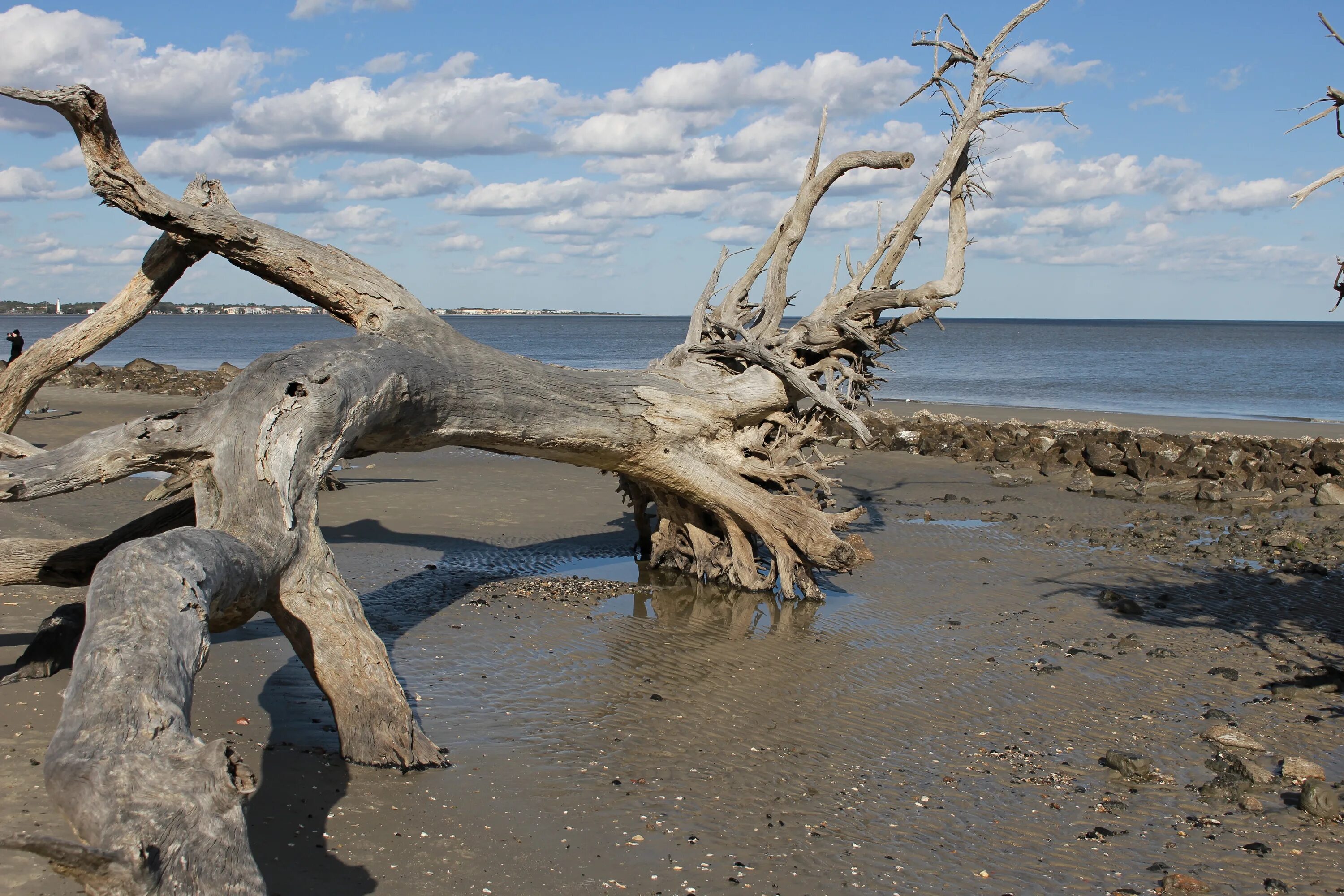 Дрифтвуд финский залив. Сухая коряга. Коряга на берегу. Коряга в воде. Коряга в реке