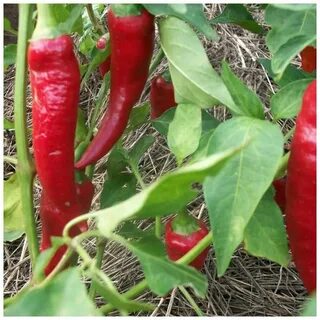 Pepper c