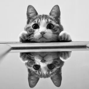 Mirroring мод. Mirroring мод