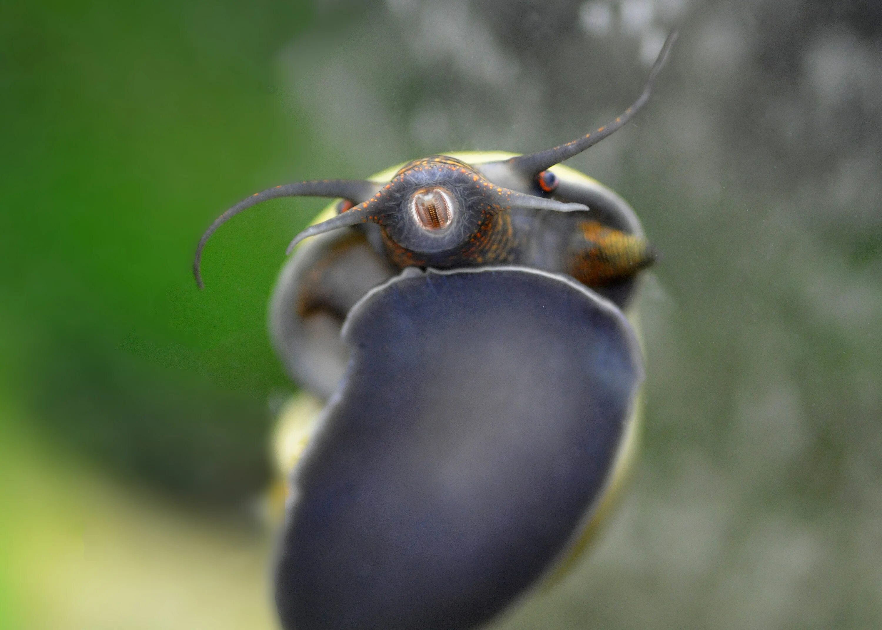 Зубы улитки под микроскопом Pin by Vinyl_Flowers on Places to Visit Snail, Stalking, Animals