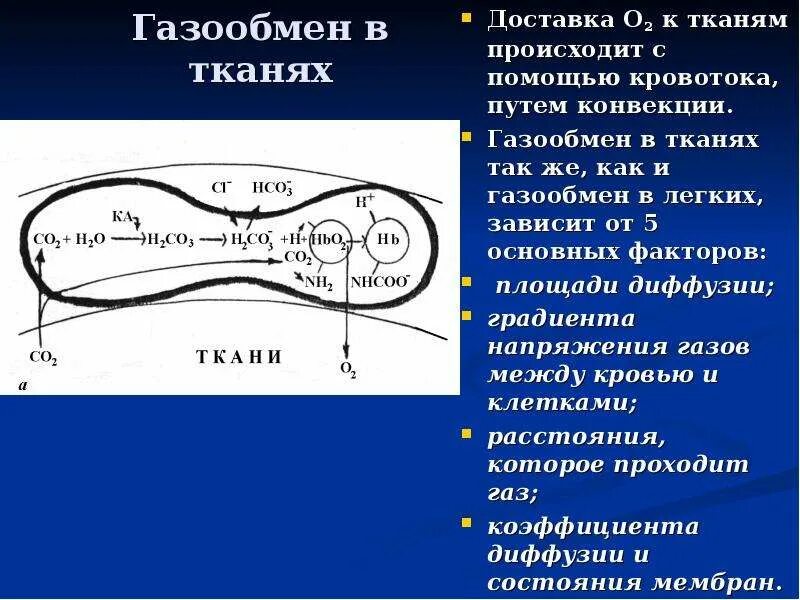 Что происходит в тканях. Факторы влияющие на газообмен в тканях. газообмен в лёгких и тканях происходит путём. факторы определяющие газообмен в легких. факторы газообмена в легких.