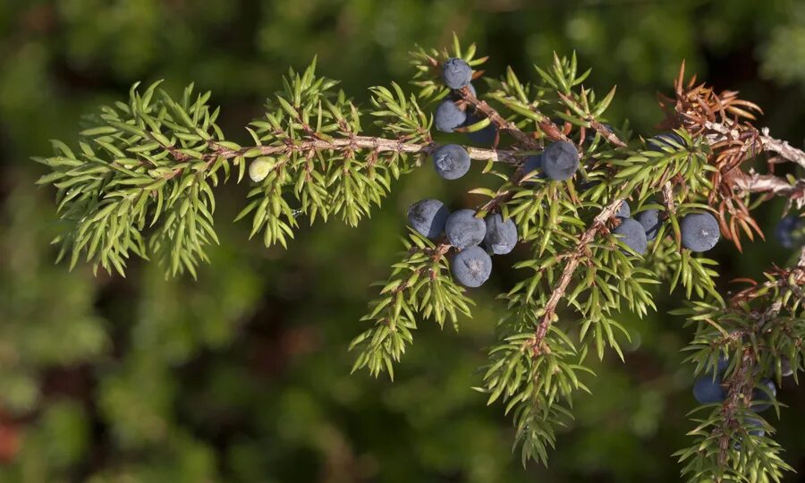 Можжевеловый куст заболотский. Можжевельник ( Juniperus sibirica. Можжевельник на Ямале. Можжевельник Сибирский j. sibirica. Можжевельник Сибирский, (Шишкоягоды).