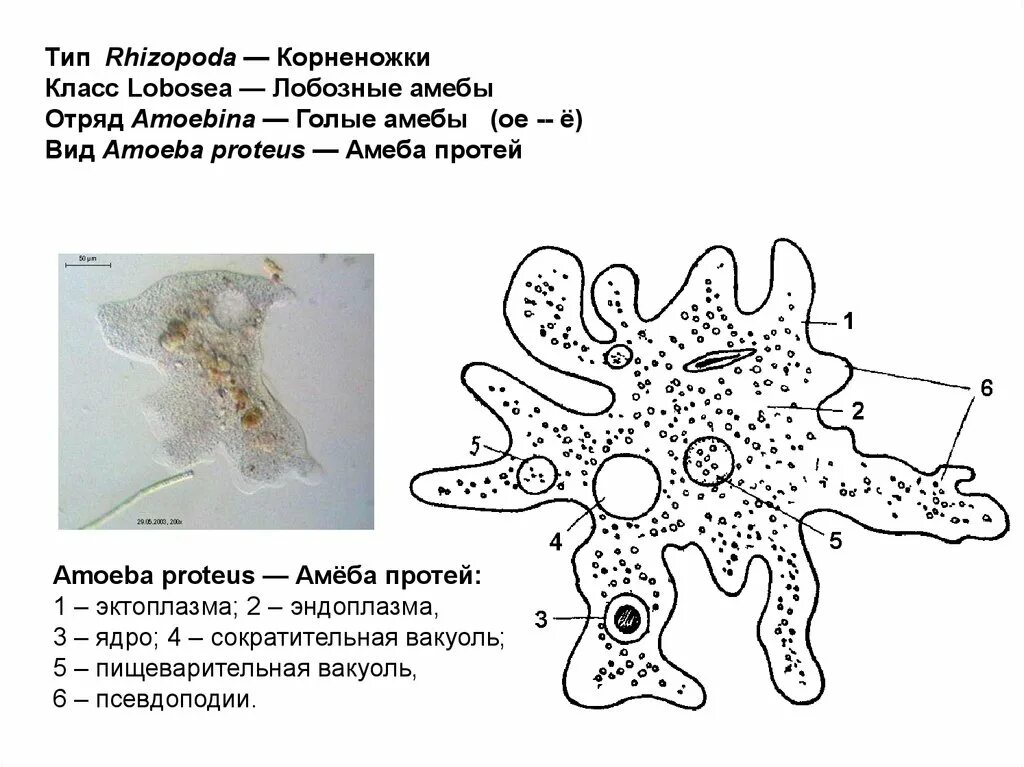 Амеба систематика. Отряд амебы обыкновенной. Амеба Протей систематика. Корненожки амеба Протей. Систематика амёбы обыкновенной 7 класс.
