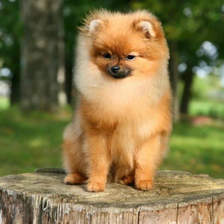 померанский шпиц мини. померанский шпиц. померанский шпиц 6. шпиц померанский карликовый. шпиц померанский карликовый.