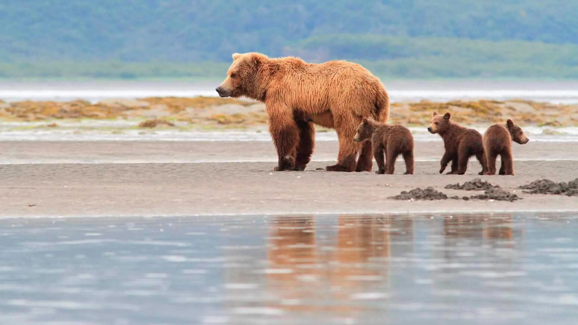Bear tours. Обои на телефон медведь. Гибрид белого и бурого медведя фото. Бурый медведь питается. Кадьяк (медведь).