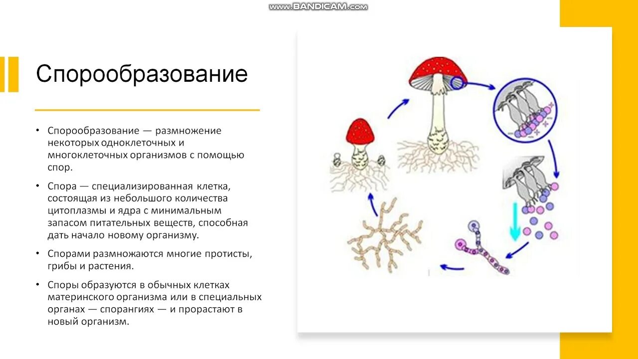 Размножение 10 класс. Бесполое размножение организмов 10 класс. Формы размножения организмов бесполое размножение митоз. Размножение организмов биология.