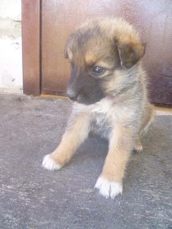 Клички маленьких дворняжек. Имена для собак мальчиков дворняжек. Имя для дворняжки мальчика. Клички маленьких дворняжек. Имена для собак мальчиков дворняжек.
