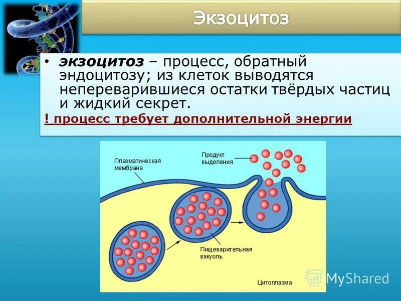 Экзоцитоз. Белки экзоцитоза. Экзоцитоз животной клетки. Способы поступления веществ в клетку и выведение из клетки. Лизосомы двумембранные