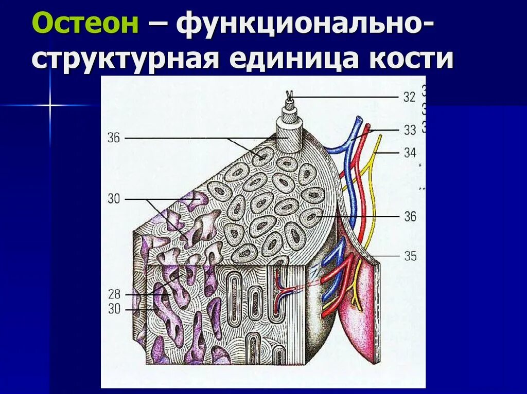 Структурная единица кости. Единицу кости Остеон. Структурная единица кости Остеон. Остеон структурно-функциональная единица костей. Остеон структурная единица костной ткани.