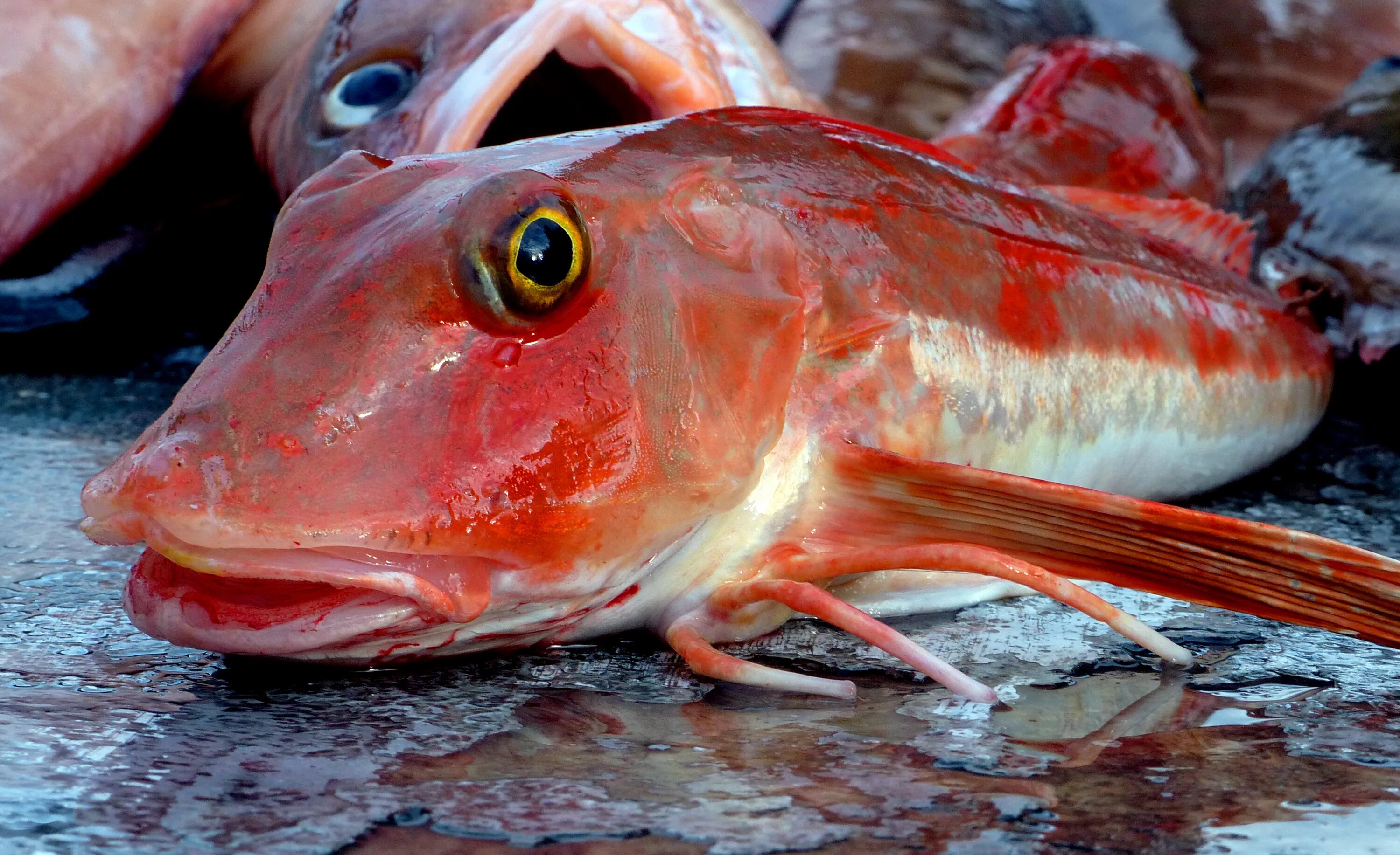 Какие глаза у рыб. Рэд Гурнард рыба. Люциан рыба. Красный Люциан рыба. Золотой Люциан рыба.
