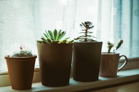 Plants 19
