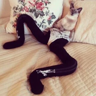 Кот между
