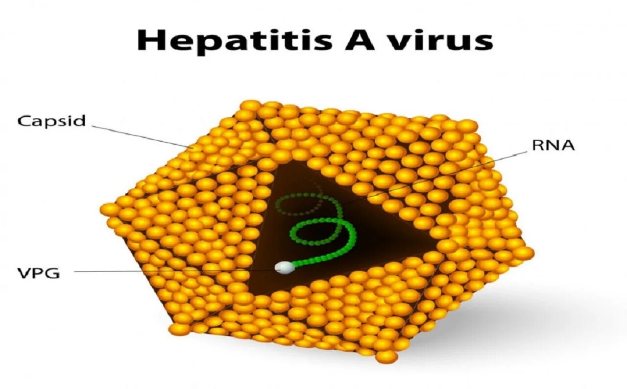 The virus can be. Hepatitis a virus. Picornaviridae гепатит. Hepatitis a transmission. Hepatitis a virus structure.