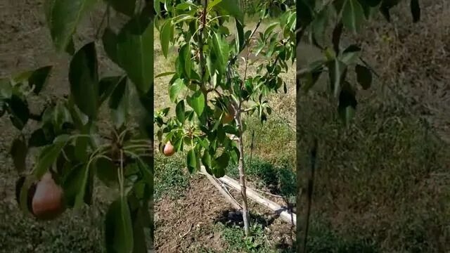 Посадка яблони весной саженцами. Как сажать грушу. Груша для посадки в сквер. Когда лучше сажать грушу в средней полосе. Саженцы груши фото.