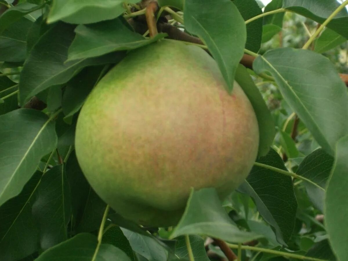 Сорт груши десертная россошанская. Груша десертная отзывы. Груша россошанская. Груша десертная отзывы. Груша сорт россошанская поздняя.