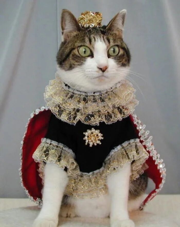 Кот в костюме. Кот в одежде. Одежда для кошек. Нарядный кот.