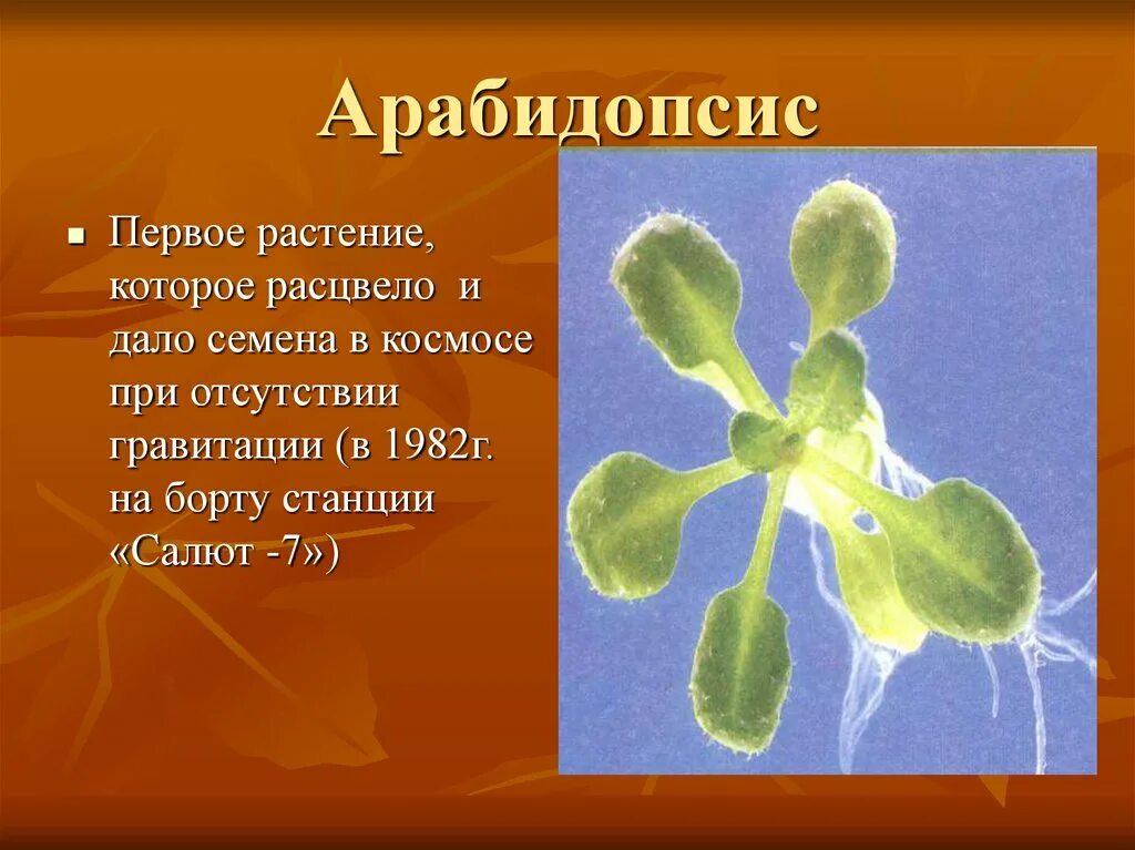 Какое растение первое зацвело в космосе. Растения побывавшие в космосе. Растения в космосе презентация. Арабидопсис в космосе. Первое растение.
