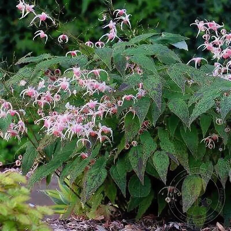 Горянка посадка и уход фото Горянка крупноцветковая. Посадка, размножение, уход, сорта, фото на Supersadovni