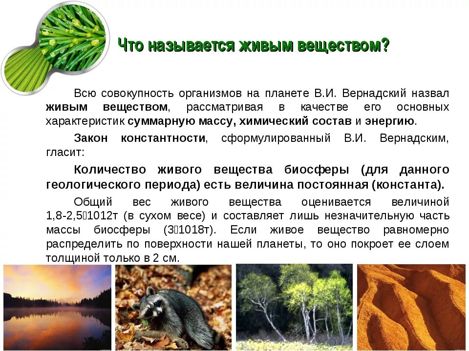 Назовите формы живых существ. Живое вещество планеты. многообразие живых организмов в биосфере. живые организмы. разнообразные живые организмы.