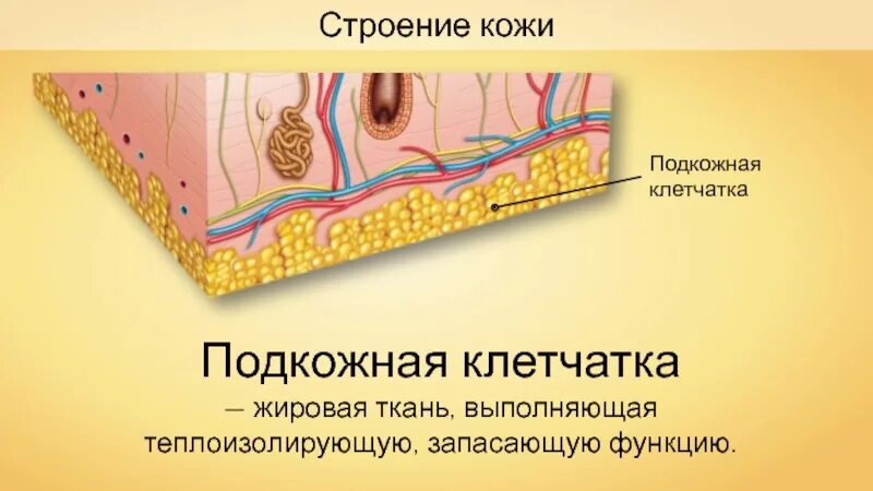 Клетчатка строение и функции. Гиподерма это подкожная жировая клетчатка. Функции подкожной жировой клетчатки кожи. Строение кожи и подкожно-жировой клетчатки. Жировая ткань гиподерма.