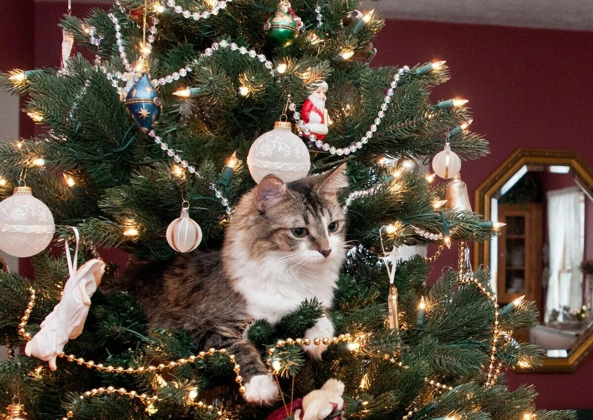 Новогодняя елка. Новогодние коты. Кот и елка. Кот и Новогодняя елка. Новый год почему елка
