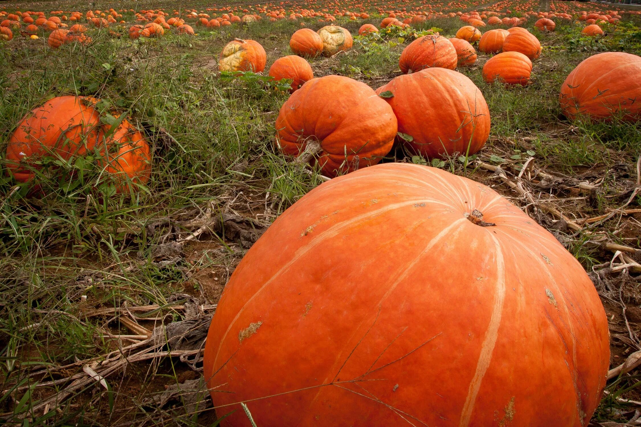 Тыква круглая. Спелая тыква. Тыква круглая. Тыква мускатная красавица. Mitch leeuwe тыква.