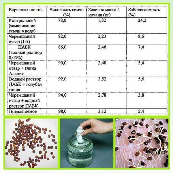 Сколько воды надо розам. Схема подготовки семян к посеву. Подготовка семян к посеву на рассаду. Подготовка семян капусты к посеву на рассаду. Обработка семян капусты перед посевом.