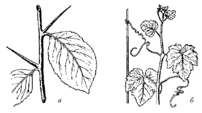 Колючки боярышника это видоизмененные побеги. Видоизменения побега колючки боярышника. Усики винограда побег. Видоизменения побегов колючки. Усики винограда и усики гороха