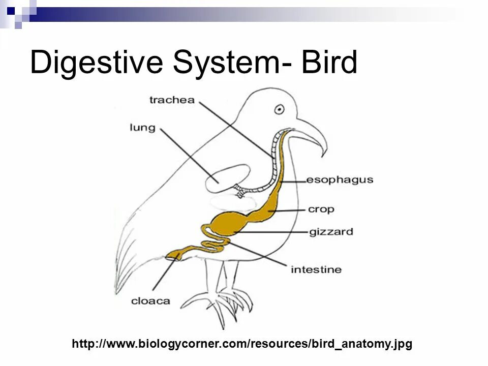 Пищеварительная система класса птиц. Пищеварительная система птиц. Схема пищеварительной системы птицы. Пищеварительная система попугая.