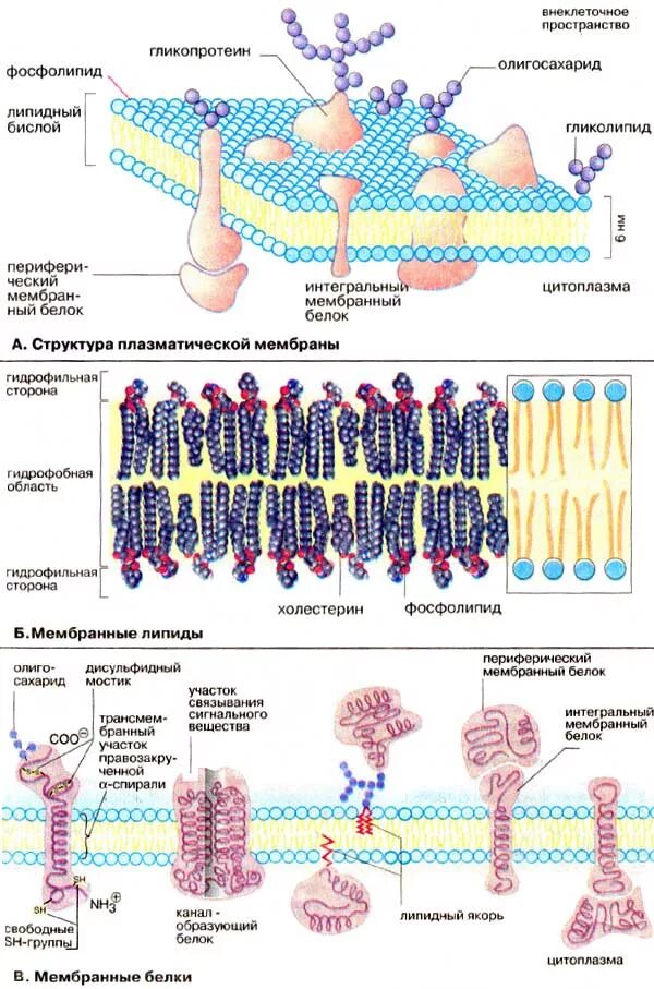 Интегральные белки какие. Фосфолипиды плазматической мембраны. Плазматическая мембрана липидный бислой. Фосфолипиды мембраны строение. Строения белка клеточной мембраны.